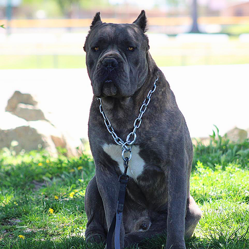 picture of a mastiff dog on Mudge's Mastiffs
